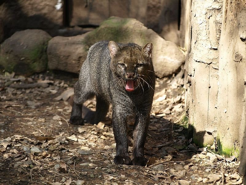 jaguarundi