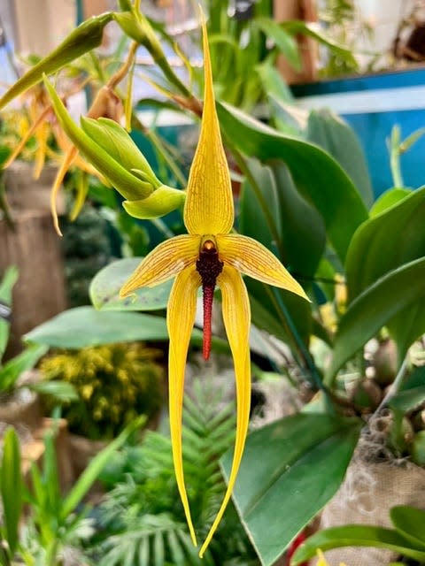 Thousands of orchids will be on display at the Asheville Orchid Festival