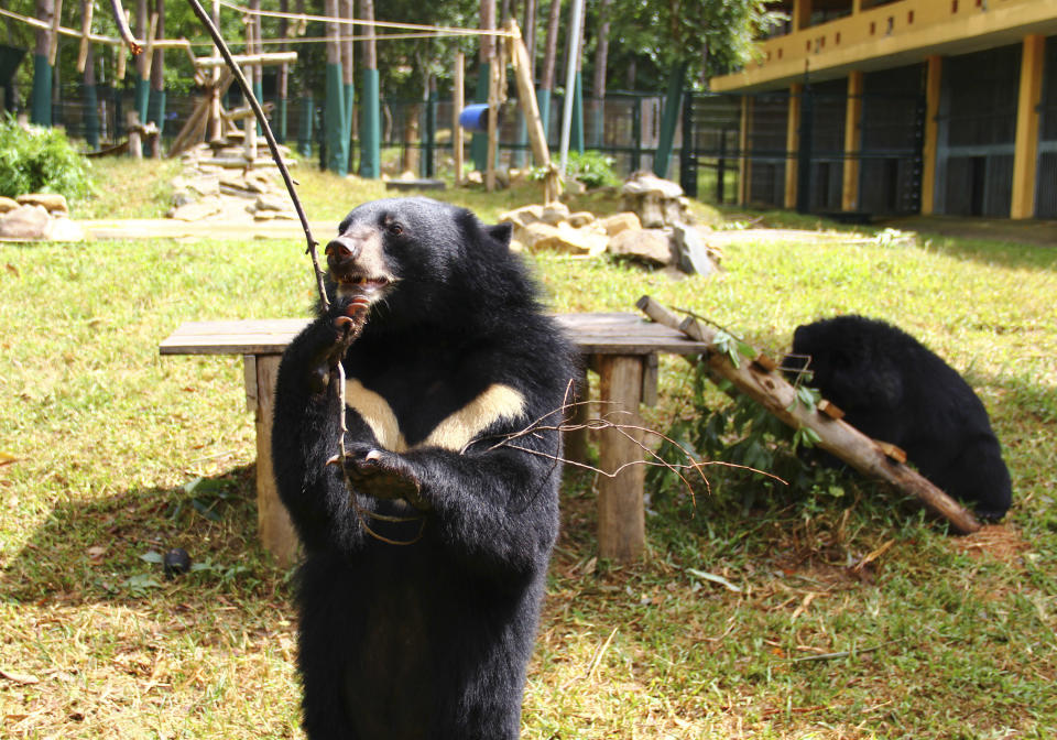 In this photo taken Oct. 29, 2012, a bear plays inside an enclosure with a stick at the Vietnam Bear Rescue Center in Tam Dao, Vietnam. The bears, some of them blinded or maimed, play behind tall green fences like children at school recess. Rescued from Asia's bear bile trade, they were brought to live in this lush national park, but now they may need saving once more. The future of the $2 million center is in doubt after Vietnam's vice defense minister in July ordered it not to expand further and to find another location, saying the valley is of strategic military interest. Critics allege the park director is urging an eviction because he has a financial stake in a proposed ecotourism venture on park property - accusations he rejects. (AP Photo/Mike Ives)