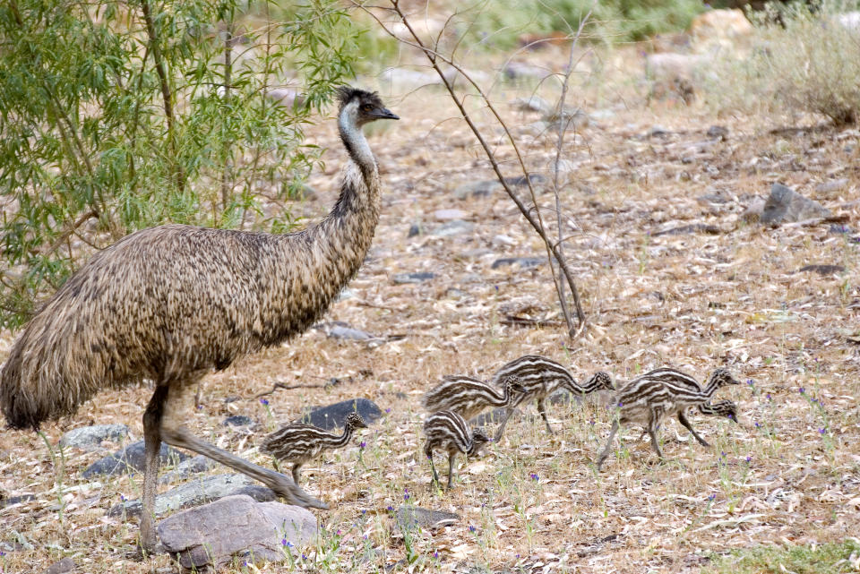 A stock image of a mother emu with six chicks.