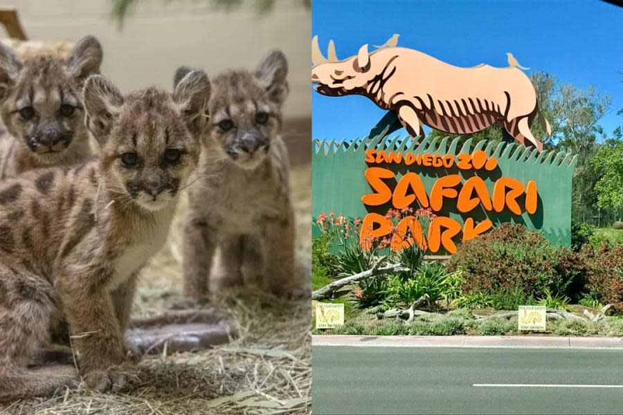 Safari Park de San Diego rescata a cachorros de león huérfanos 
