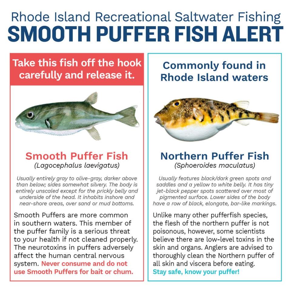 The Rhode Island Department of Environmental Management is warning anglers about the smooth puffer fish, which contains deadly toxins, and is showing up more often in local waters.
