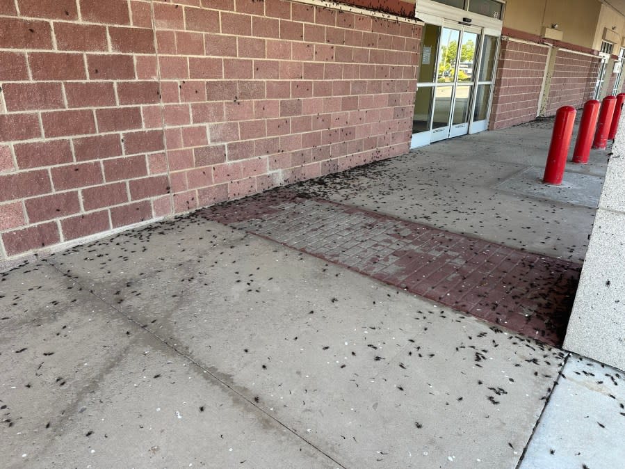 Crickets near NW OKC shopping center. Image KFOR.