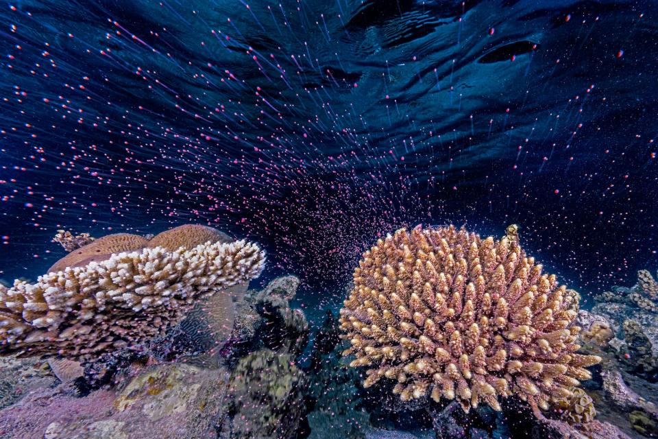 A coral reef in Israel.