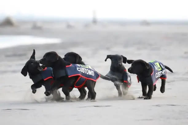 想成緝毒幼犬養父母嗎？海關開出4大條件