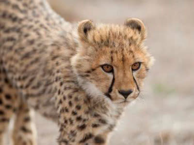 Monarto Zoo cheetahs need names