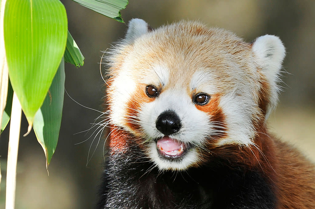 This red panda tried to scare a rock and failed in the cutest way ever