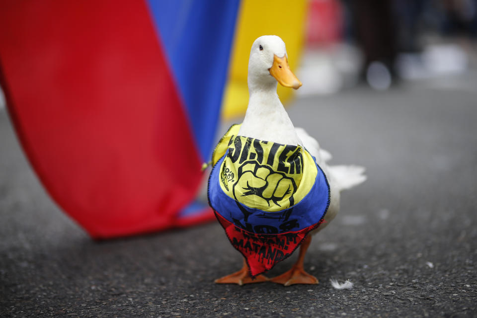 A duck dons a bandana in national colors during an anti-government protest in Bogota, Colombia, Tuesday, July 20, 2021, as the county marks its Independence Day. (AP Photo/Ivan Valencia)