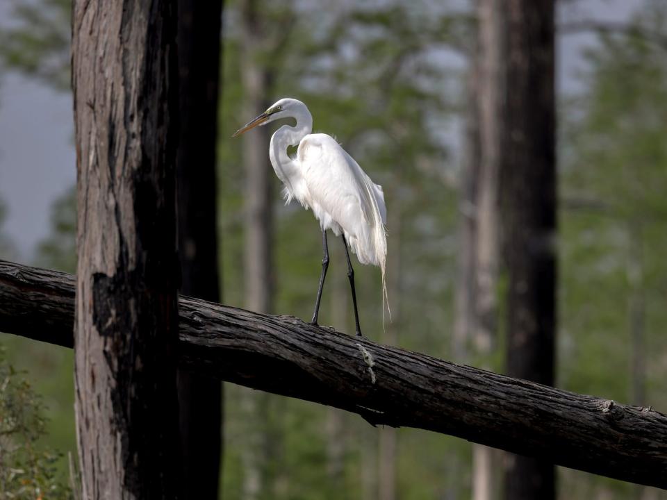 white great egret bird with long legs, neck, and beak perches on a fallen log between tree trunks