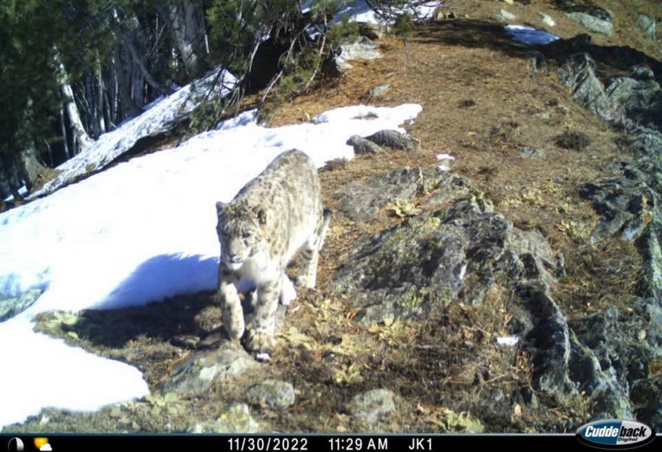 A single snow leopard photographed in November.