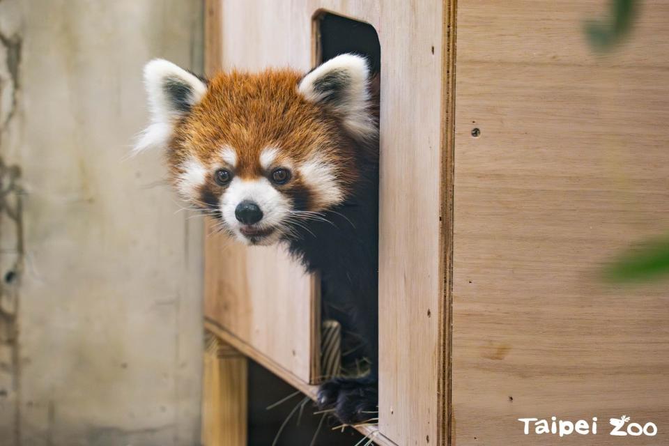 小貓熊「未來」模樣十分可愛。（台北市立動物園提供）