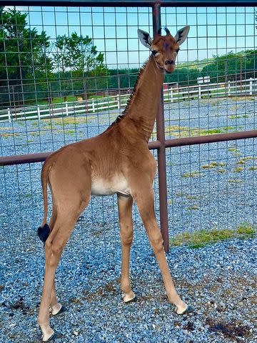 <p>Bright's Zoo</p> Kipekee, the spotless giraffe