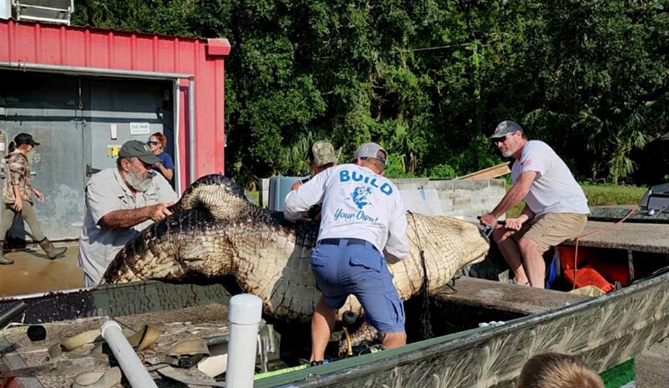 second heaviest florida alligator 6