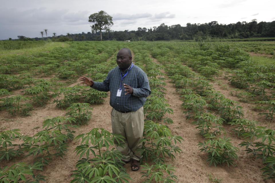 In this photo taken Tuesday, Oct. 2, 2012. Richardson Okechukwu, a scientist who study cassava speaks to Associated Press in a Cassava farm , " Come war, Come anything, the farmer who has cassava has food" at the International Institutes For Tropical Agriculture, in Ibadan, Nigeria. From this field nestled among the lush rolling hills of Nigeria’s southwest, the small plants rising out the hard red dirt appear fragile, easily crushed by weather or chance. Looks, however, are deceiving. These cassava plants will grow into a dense thicket of hard, bamboo-like shoots within a year, with roots so massive a single planted hectare can provide three tons of food. The plants survive fires, droughts and pestilence, while offering a vital food source for more than 500 million people living across sub-Saharan Africa. (AP Photo/Sunday Alamba)