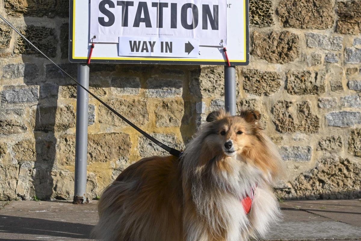 Shetland Sheepdog Tallahassee outside a polling station at The Salt House at West Bay. <i>(Image: Graham Hunt Photography)</i>