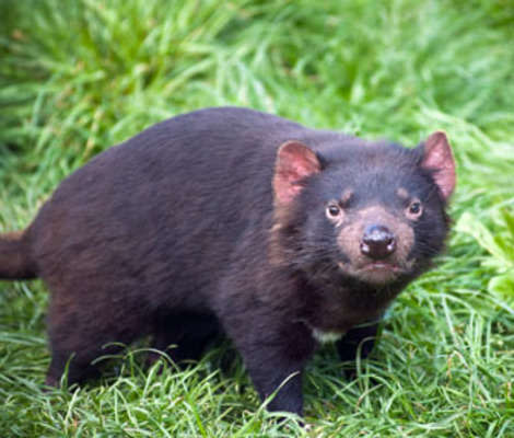 baby tasmanian devils