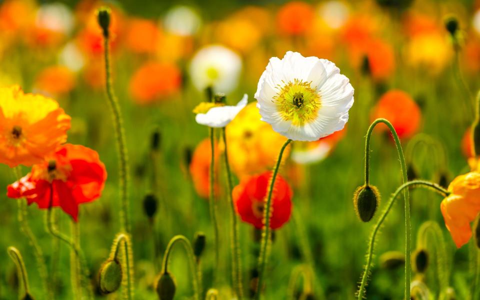 Icelandic poppies (Papaver nudicaule) can be sown in spring for flowers later that summer - Getty Images 