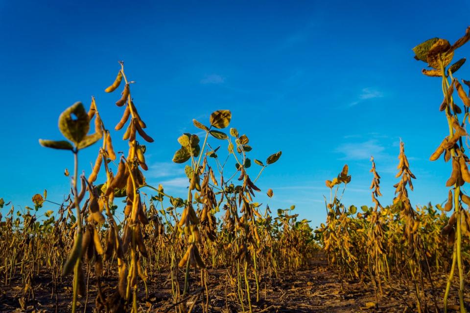 PHOTO: Amidst a record drought in Argentina, soy fields continue to wither, Firmat, Santa Fe, Argentina, Apr. 8, 2023. (Patricio Murphy/Getty Images)