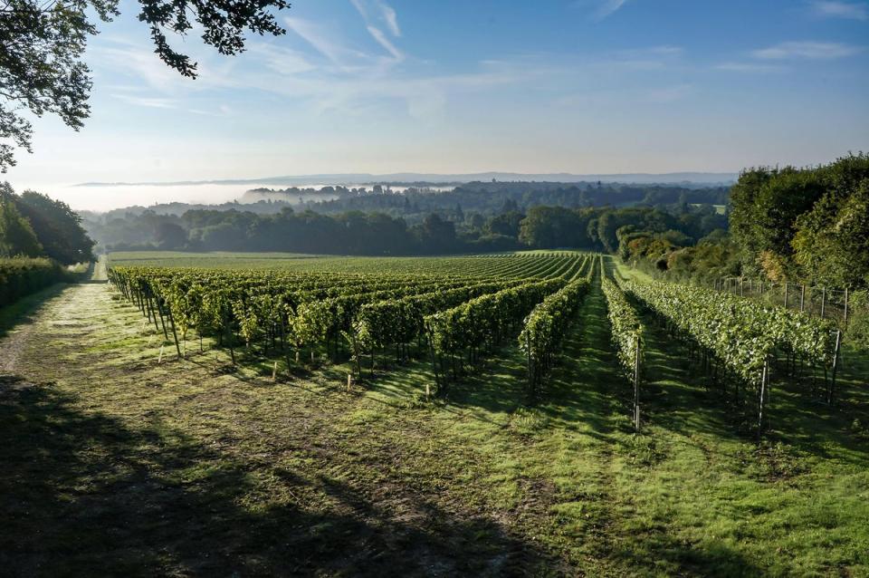 Take a tour for a chance to taste the new 2023 wines straight from the tank (Greyfriars)