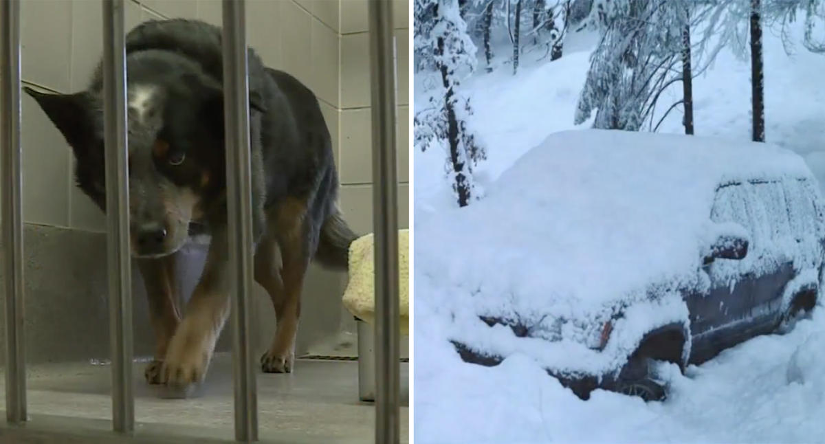 Dog Found Guarding Owner's Body After His Death Looking for New Home