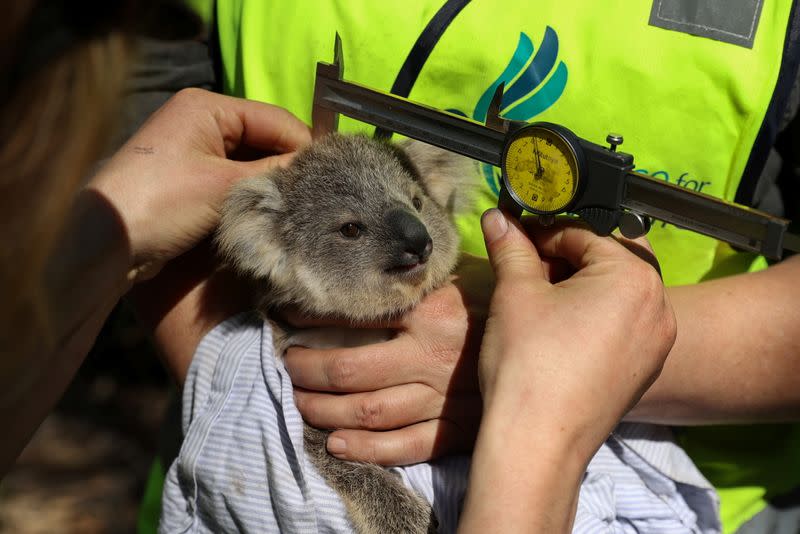 The Wider Image: From disease to bushfires, Australia's iconic koalas face bleak future