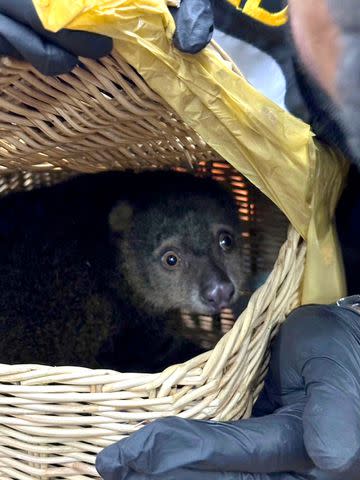 <p>Thailand Customs Deptartment/Facebook</p> A Sulawesi bear cuscus found in checked luggage at an airport in Bangkok, Thailand