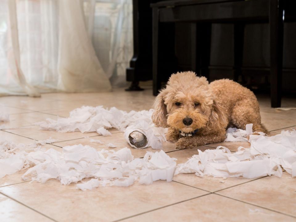 dog toilet paper mess