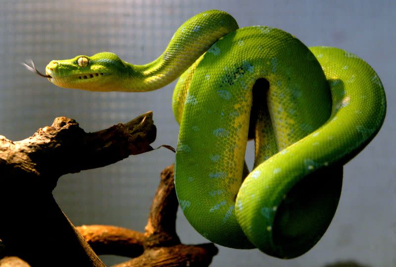 Una pitón arborícola verde, también conocida como Morelia (Chondropython) viridis, se enrosca en una rama dentro de un recinto acristalado en el Shanghai Natural Wild-Insect Kingdom