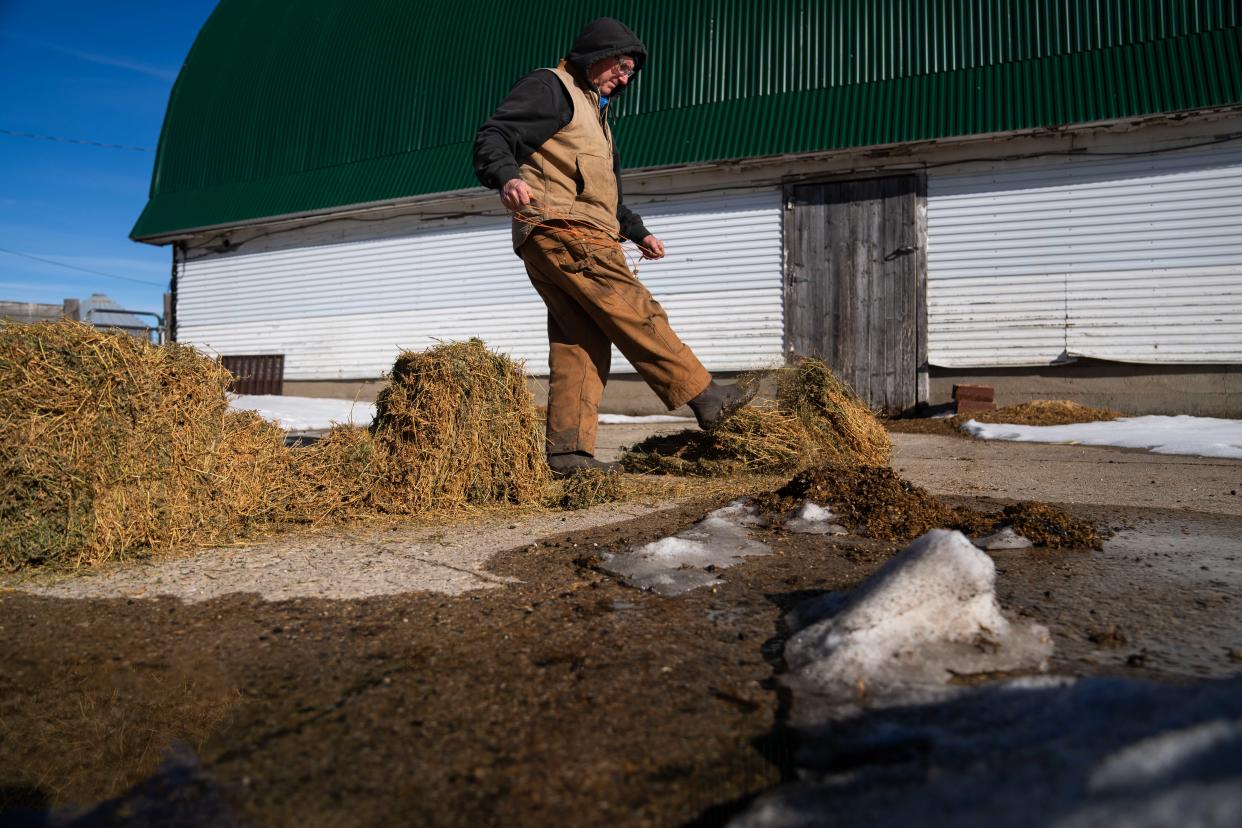 State Rep. Mike Sexton spreads feed for his sheep at his farm near Rockwell City.