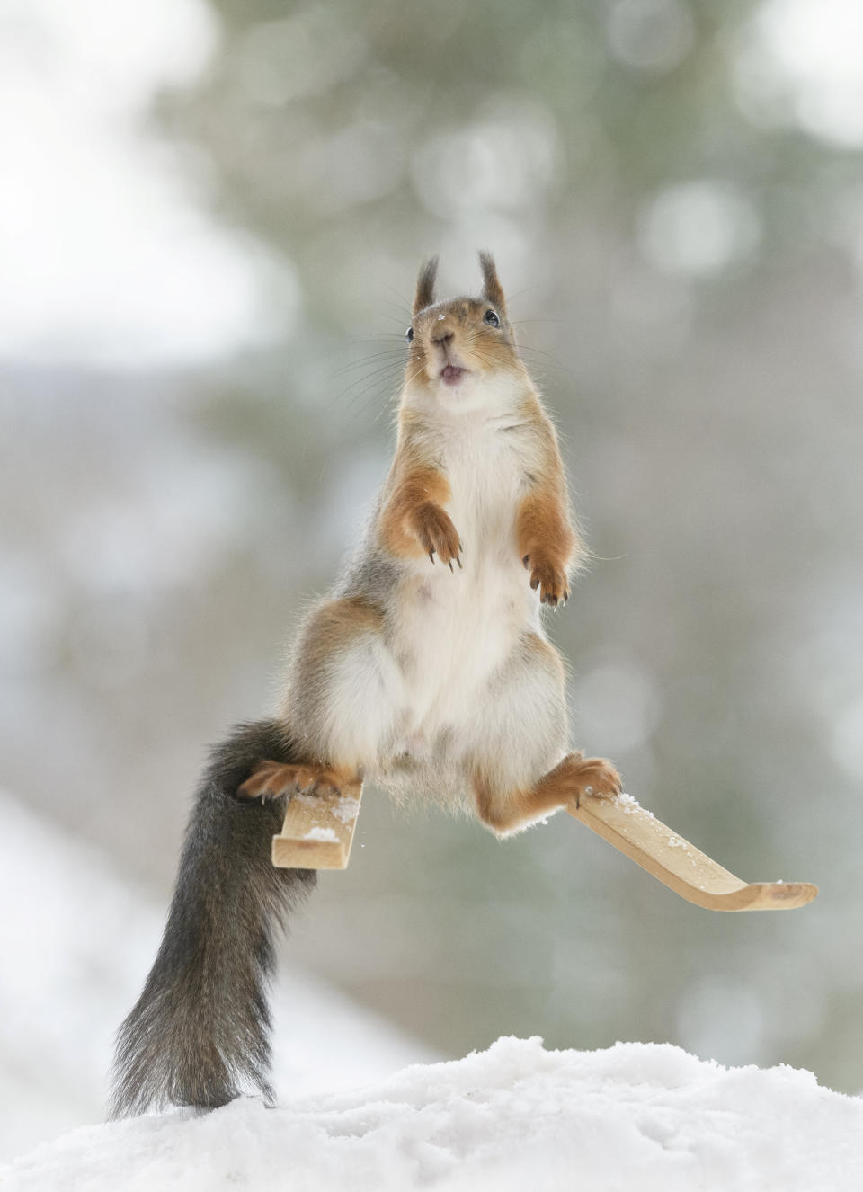 These hilarious photos show squirrels making the most of the winter weather - as they pose on miniature wooden SKIS and toy snowmobiles. The clever little red squirrels look like they are having a great time frolicking around in the snow and enjoying a winter holiday, as they appear to hover mid-air on their wooden skis and tiny toy vehicles. And the animals are rewarded for their sporting endeavours with snacks - as photographer Geert Weggen hides nuts on or nearby all of his props to encourage the squirrels to be part of the festive scene.