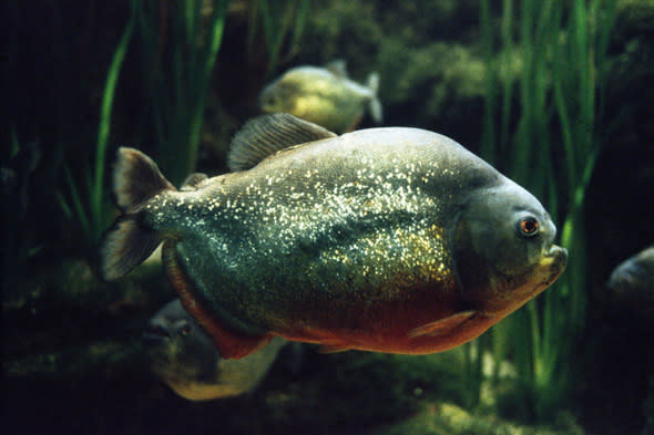 piranha attack argentina