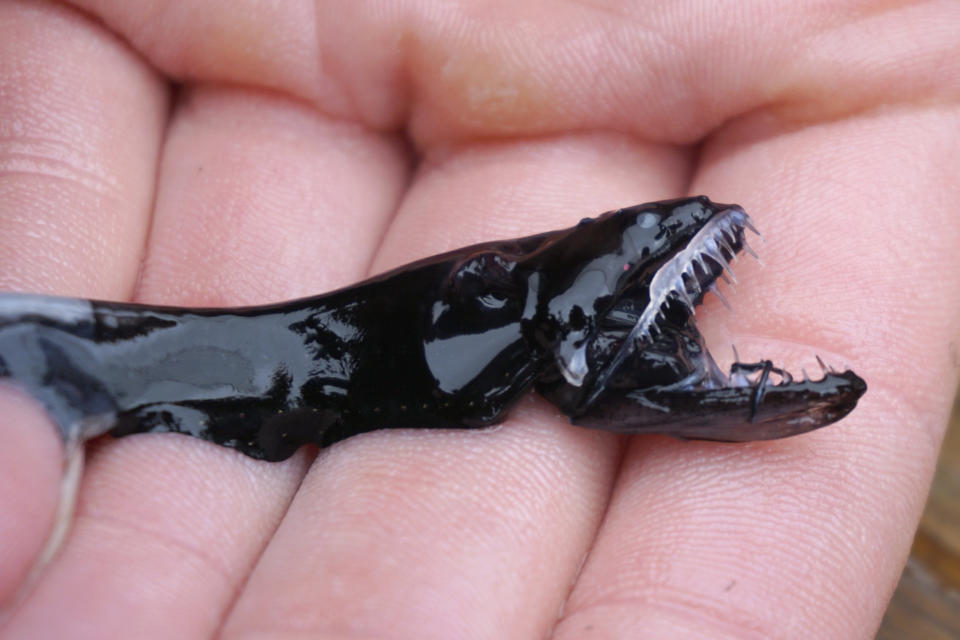 This April 2019 photo provided by Audrey Velasco-Hogan shows a dragonfish during a specimen collection session along the coast of San Diego, Calif. The deep-sea creature's teeth are transparent underwater - virtually invisible to prey. According to research released on Wednesday, June 5, 2019, they are made of the same materials as human teeth, but the microscopic structure is different. And as a result, light doesn’t reflect off the surface. (Audrey Velasco-Hogan via AP)