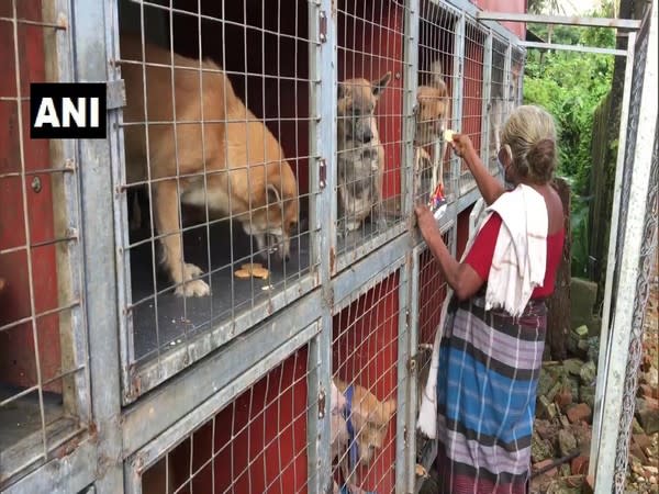 Rukminiamma feeds and houses the dogs despite her meager income. (Photo/ANI)