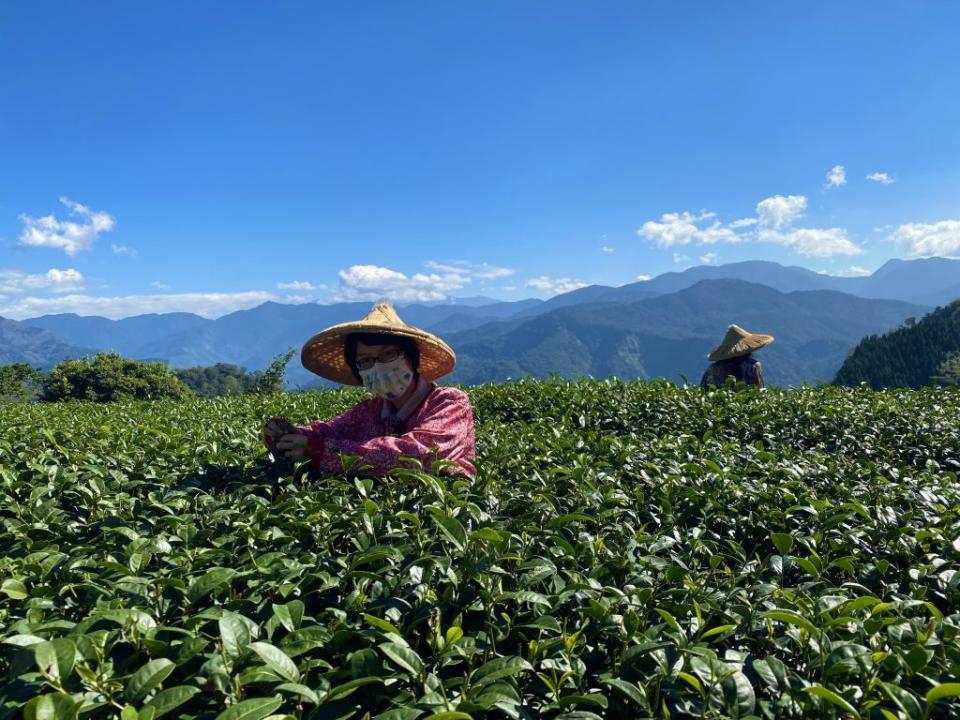 開放民眾預約茶體驗，拉近與茶的距離。