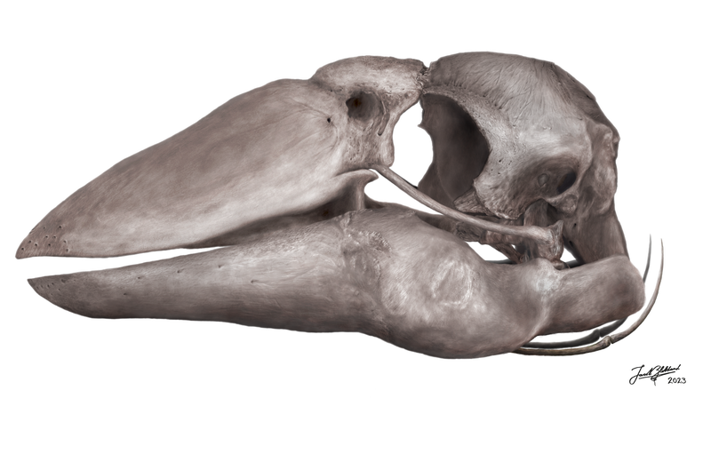 A reconstruction of the skull of Genyornis.  - Image: Jacob C. Blokland