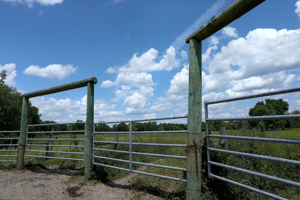 A cattle grazing circle on the Lee family property off Parker Road, which is among the 4,000 acres that are at the heart of a debate over development and conservation in Alachua County.