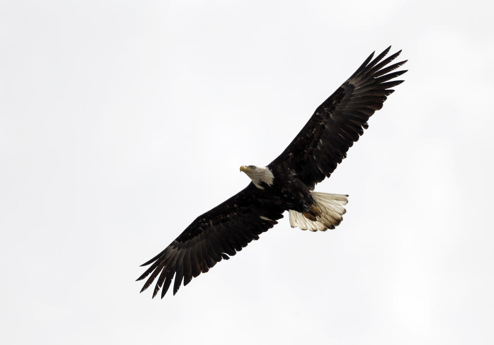 A bald eagle takes flight Wednesday, April 5, 2017, in Milpitas, Calif. A pair has nested on a tree top at an elementary school in Milpitas. Long endangered bald eagles are making a comeback in the San Francisco Bay Area. The local and national eagle boom is the pay-off for decades of environmental investment. Fifty years ago, the bird seemed destined to become a memory until official protection and pesticide restrictions were issued. (AP Photo/Marcio Jose Sanchez)