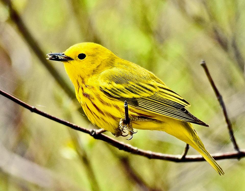 A Yellow Warbler by the river