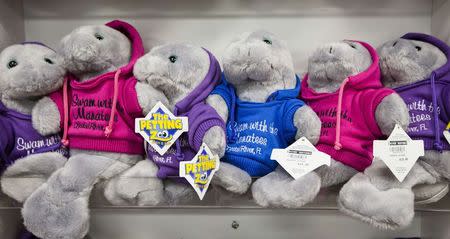 Stuffed manatee dolls line the walls of the gift shop at River Ventures in Crystal River, Florida January 15, 2015. REUTERS/Scott Audette