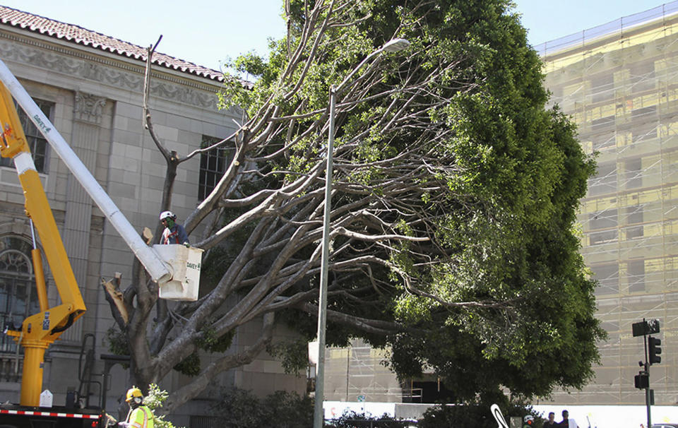 This July 11, 2019, photo released by International Bird Rescue shows workers trimming trees to remove nests containing birds and eggs in Oakland, Calif. The animal rescue group is asking for help caring for baby snowy egrets and black-crowned night herons left homeless last week after a tree fell in downtown Oakland. (International Bird Rescue via AP)