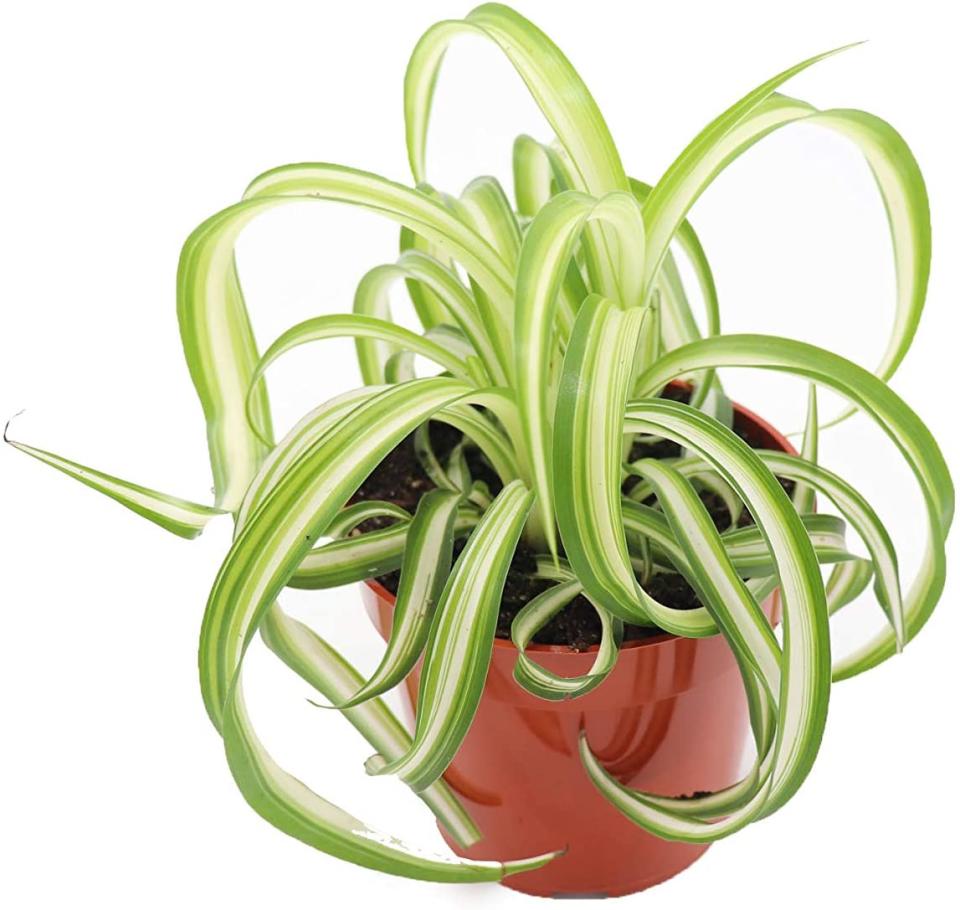 Spider plant for the office