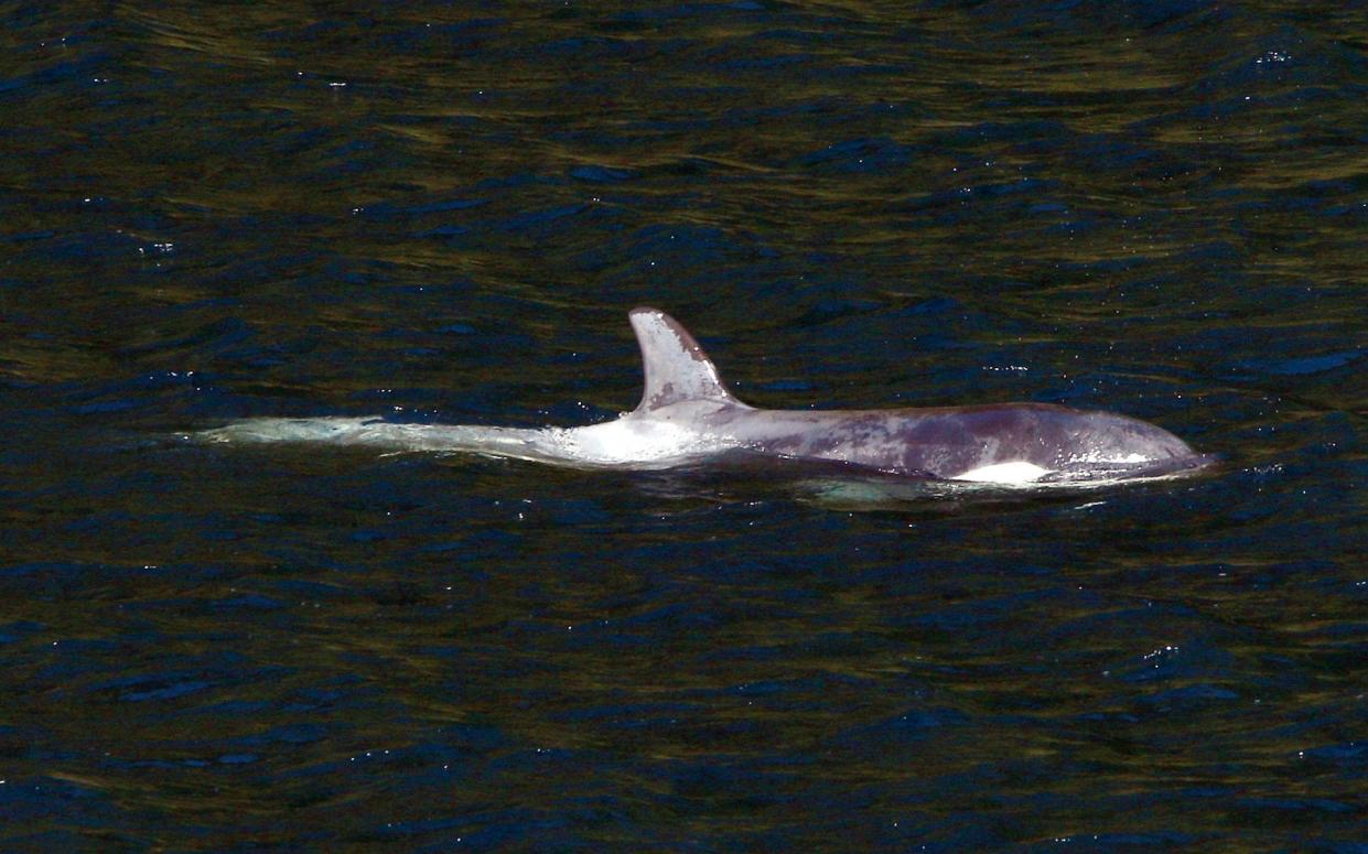 The orca finally swam free from Esperanza Inlet in British Columbia