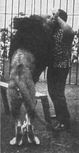 A July 1966 photo shows Numo the African lion with its owner, Rolland Stevenson, during a circus performance in Nebraska.