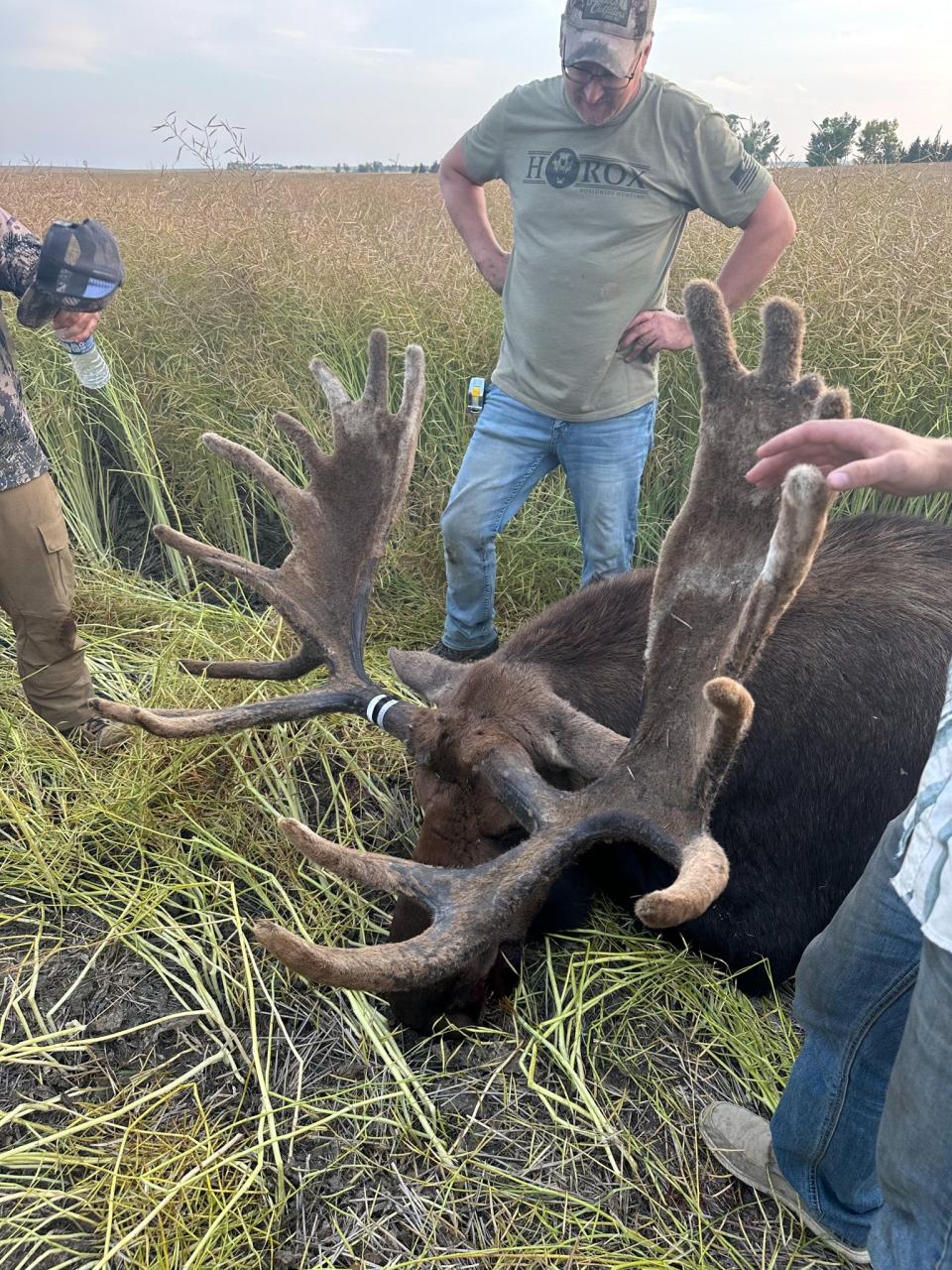 A Canadian moose still in velvet.