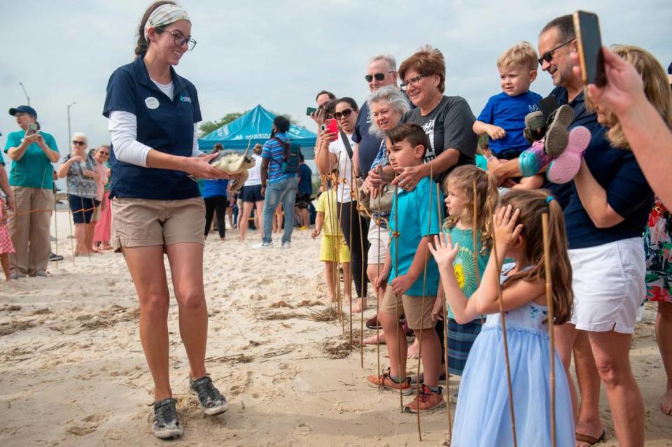 A Mississippi Aquarium worker carries a Kemp’s Ridley sea turtle into the water as it is released into Mississippi Sound in Biloxi on Thursday, April 18, 2024. The sea turtles are rehabilitated by the Mississippi Aquarium after suffering from cold stunning and then released.