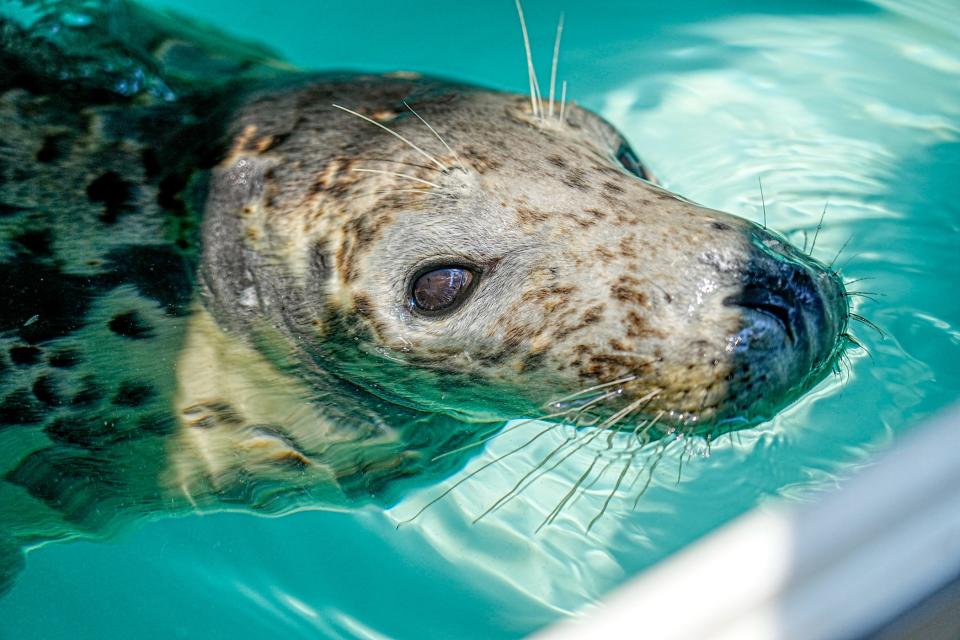 The juvenile gray seal that was ensnared by fishing line on Block Island is recovering from its injuries at Mystic Aquarium. Rescued animals are returned to the wild whenever possible.