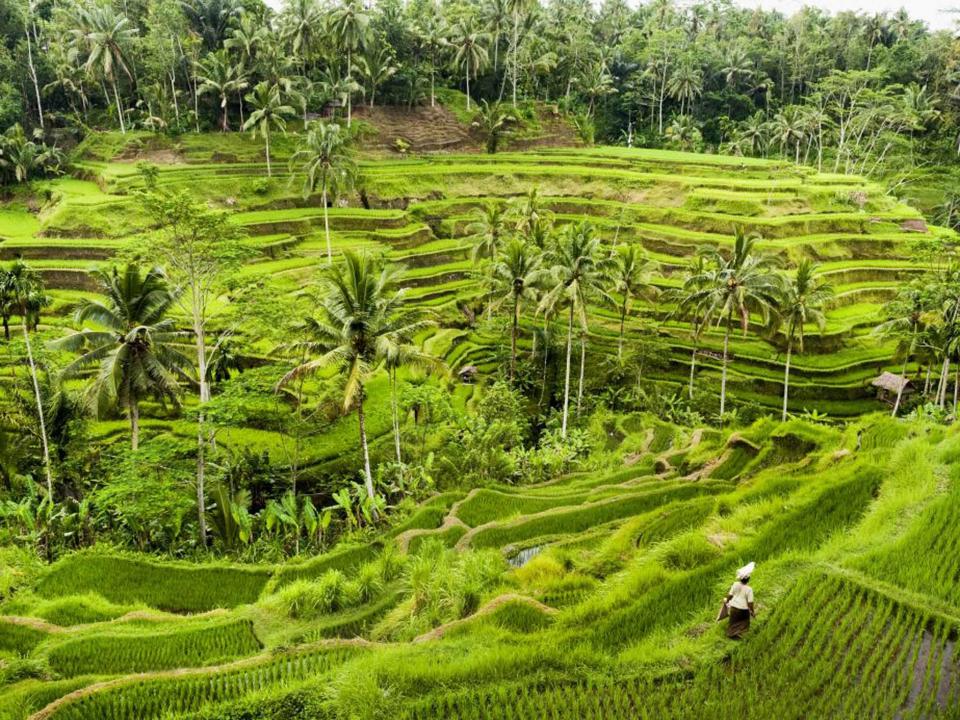 <p>Ubud, Bali</p> (Getty)