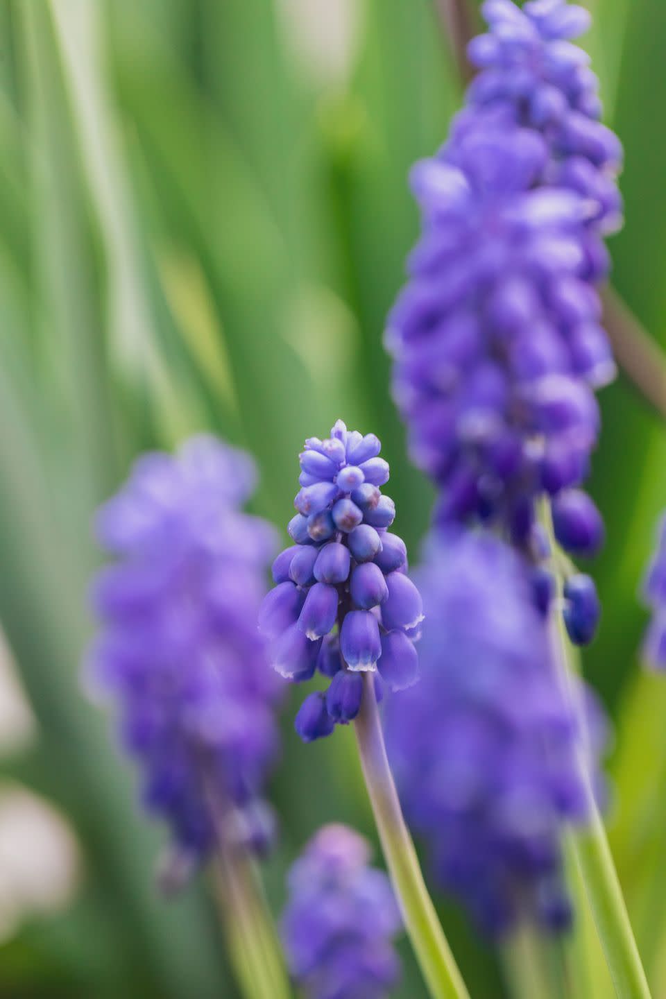 Spring Flower: Grape Hyacinth