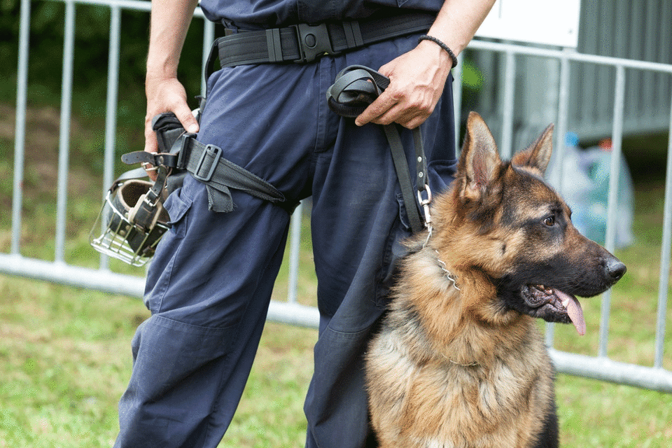 Officers have appealed for information after they said a man bit their police dog. Source: Getty/ Stock image