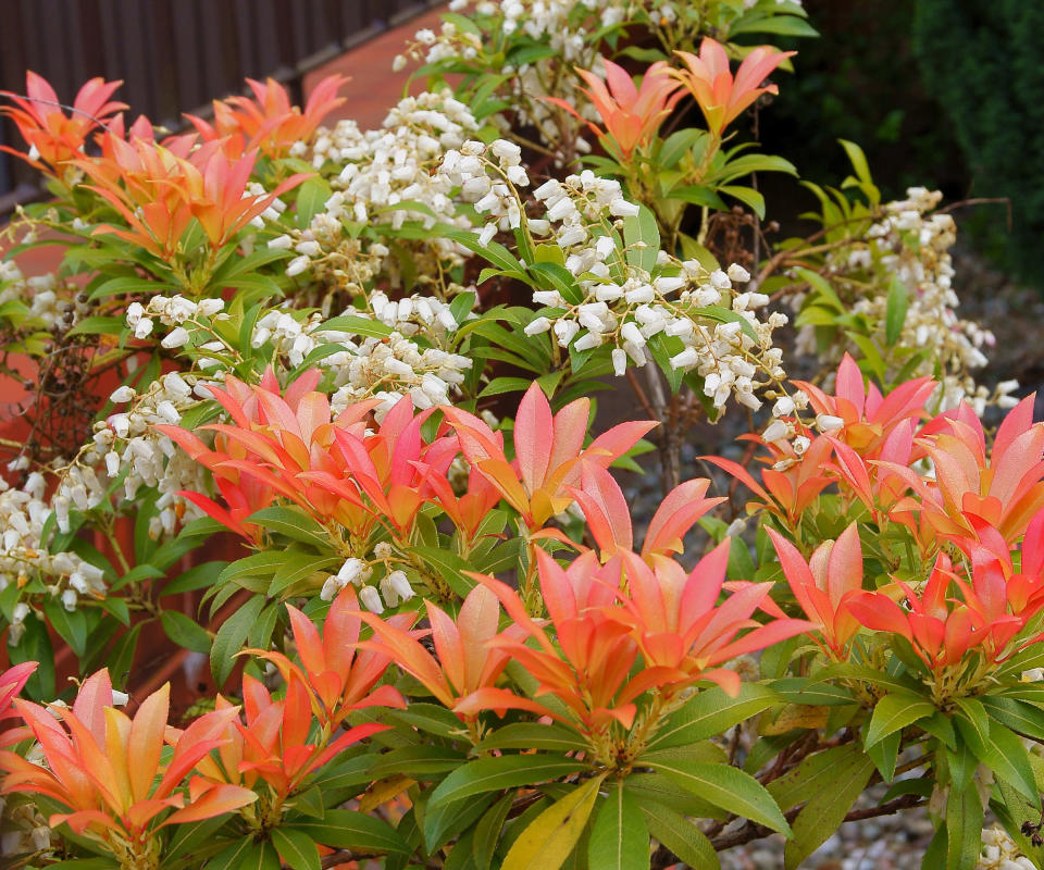 pieris japonica flowering in spring garden